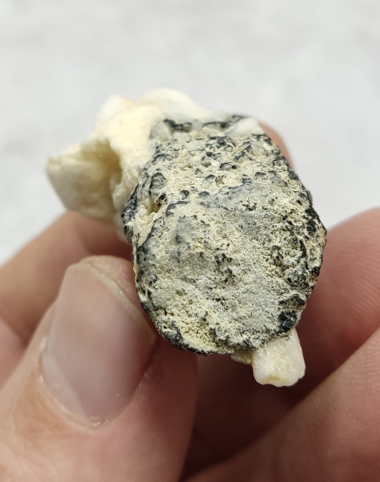 An Aesthetic Natural black Tourmaline specimen with albite 33 grams