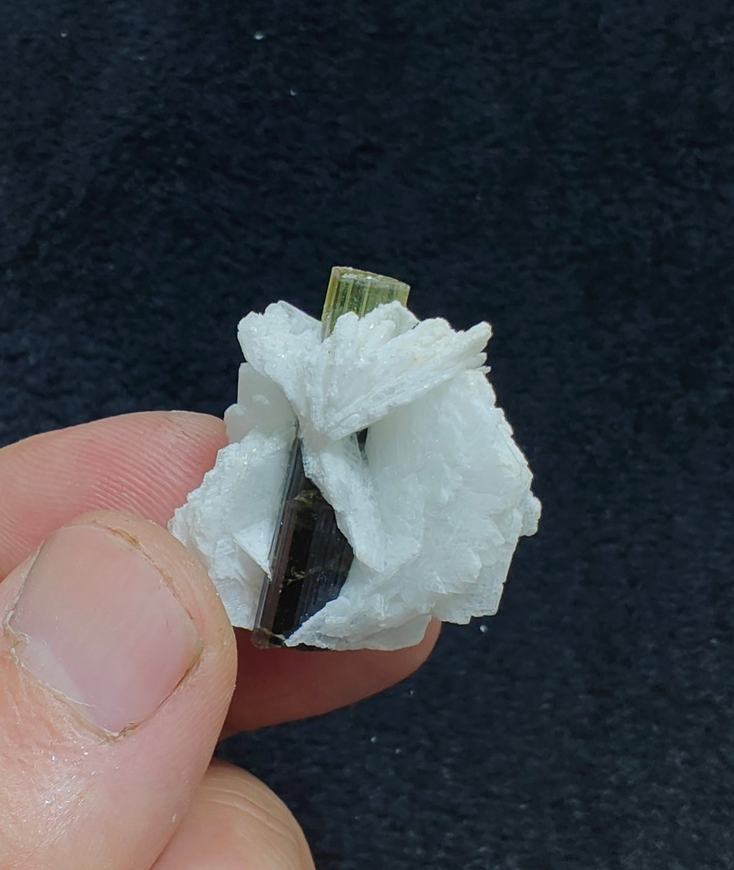 Greencap Tourmaline crystal with associated cleavelandite 10 grams