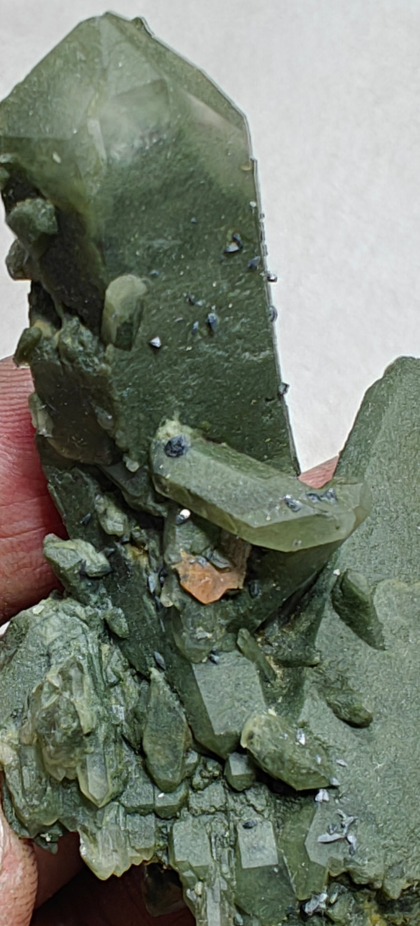 Small anatase crystals on Chlorite Quartz with small brookite 63 grams