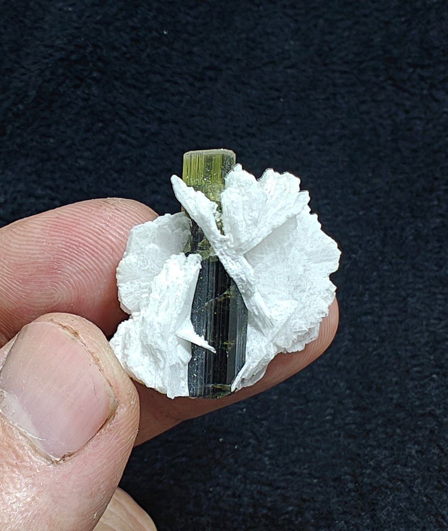 Greencap Tourmaline crystal with associated cleavelandite 10 grams
