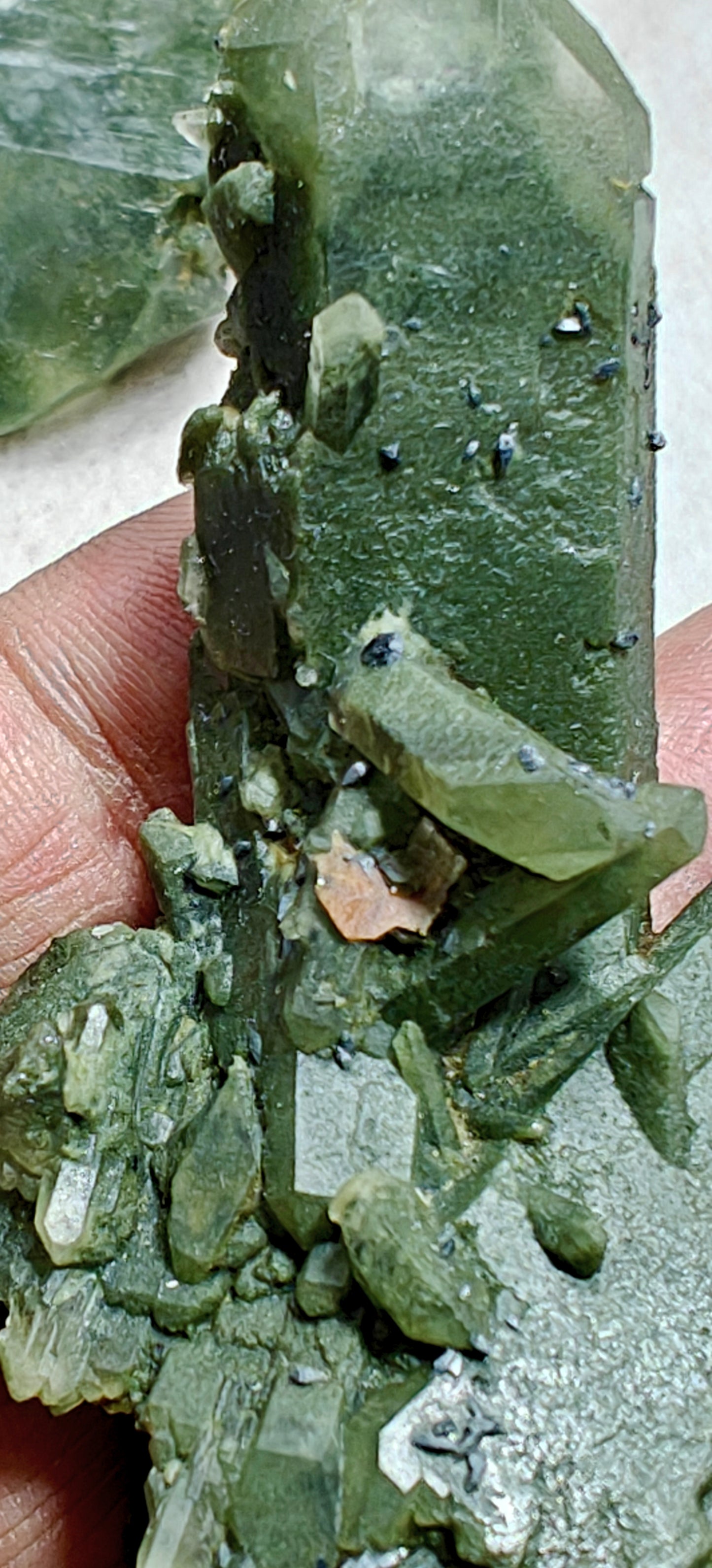 Small anatase crystals on Chlorite Quartz with small brookite 63 grams
