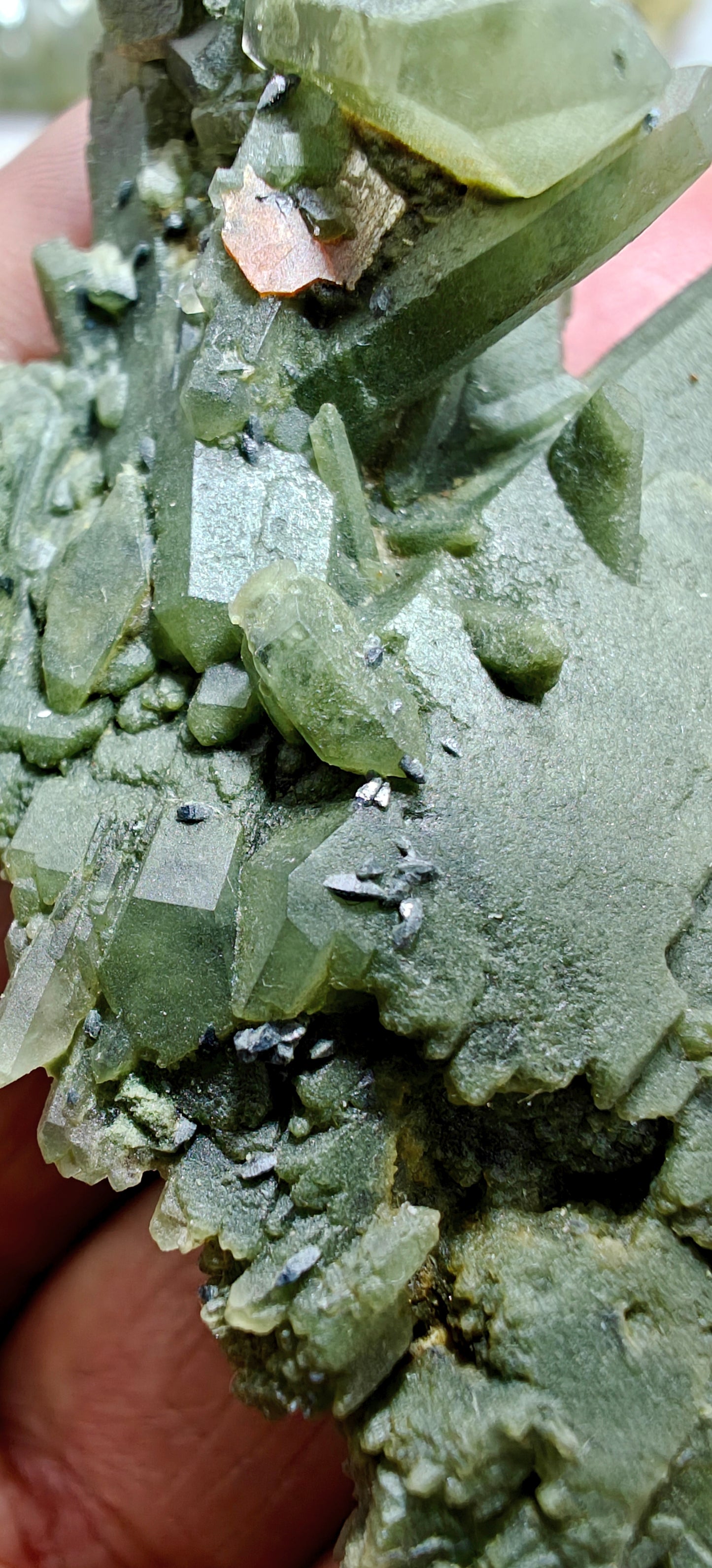 Small anatase crystals on Chlorite Quartz with small brookite 63 grams