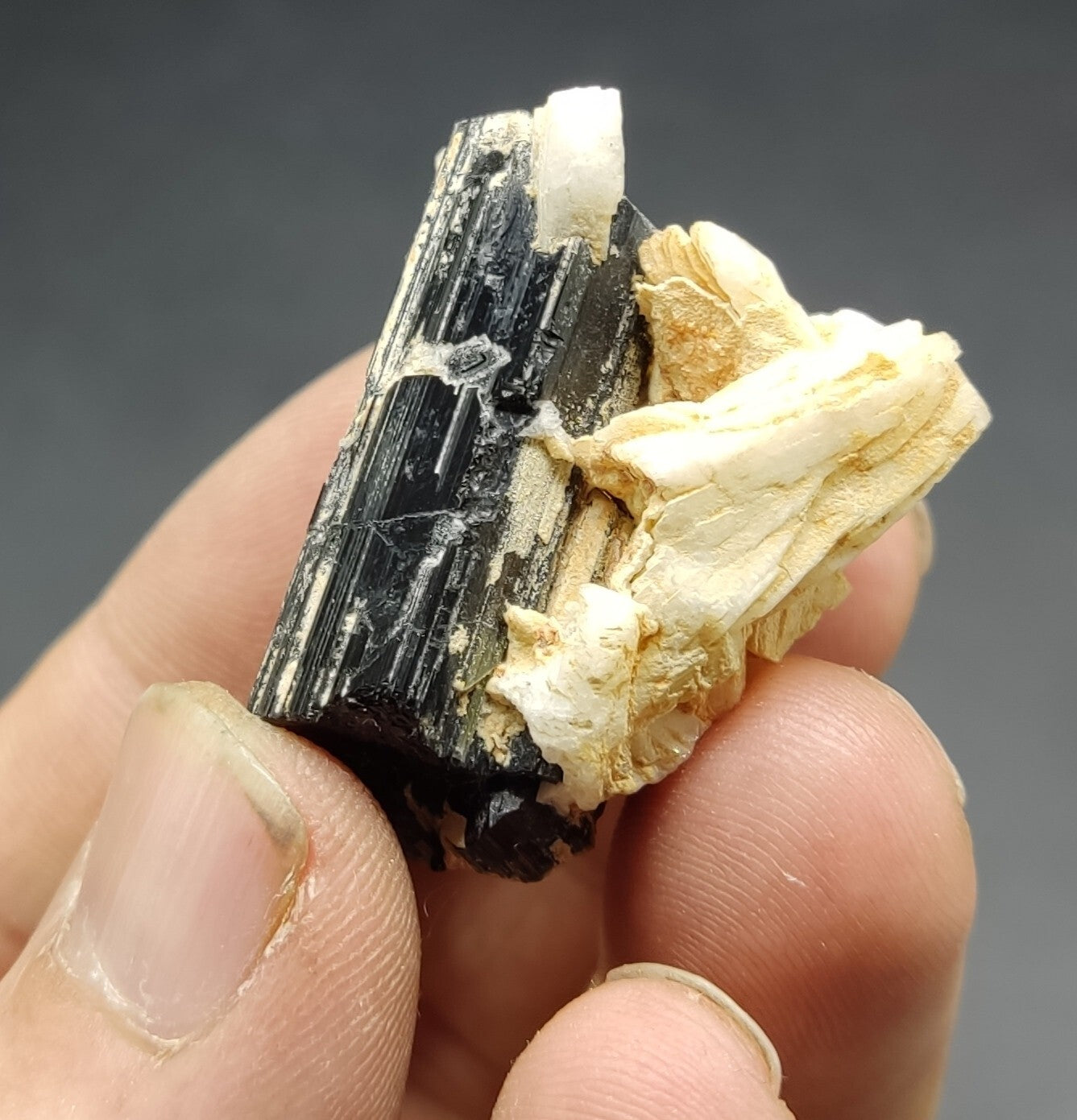 An aesthetic specimen of black tourmaline crystal on matrix 21 grams