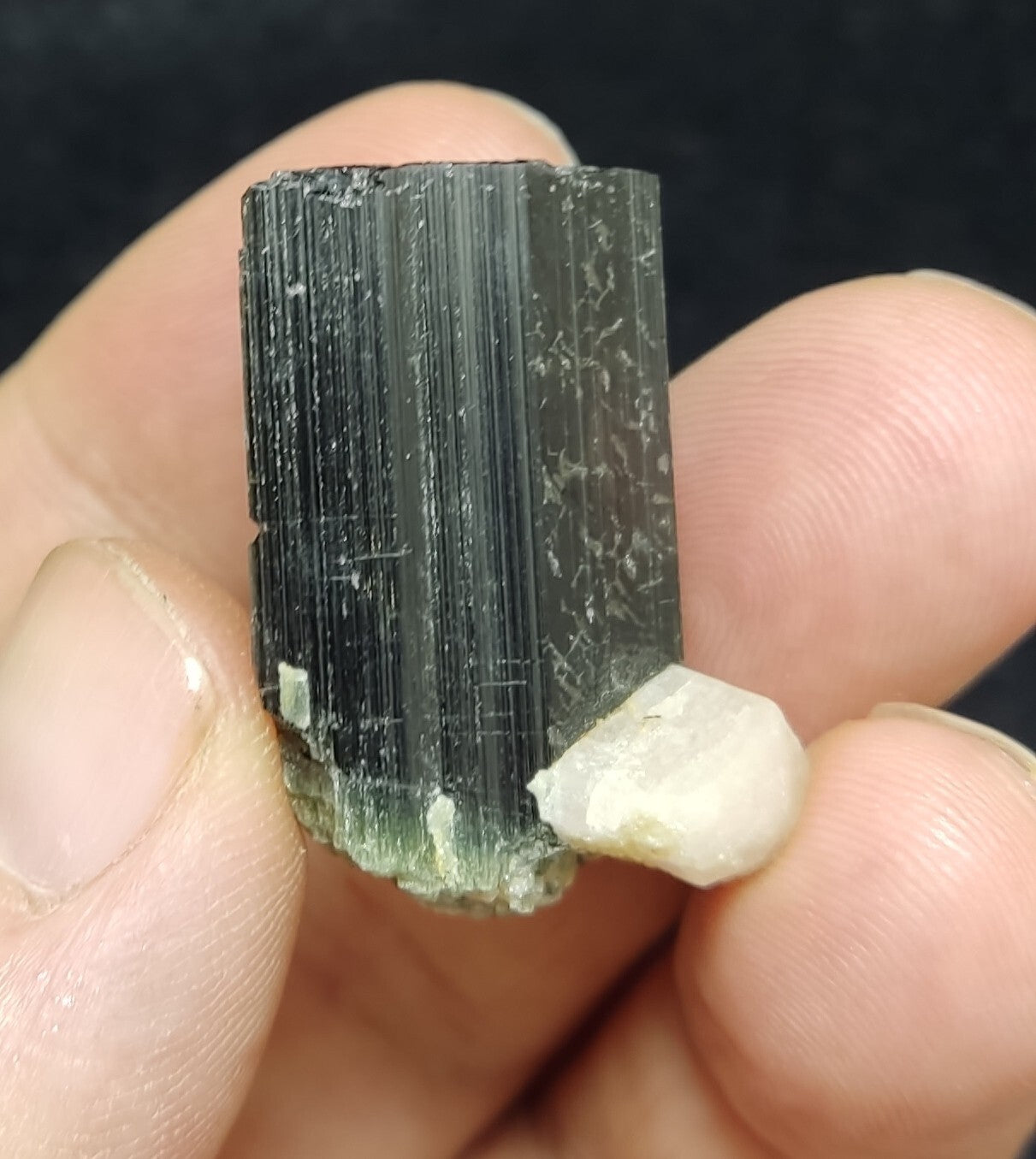 An Aesthetic specimen of black Tourmaline crystal with apatite 26 grams