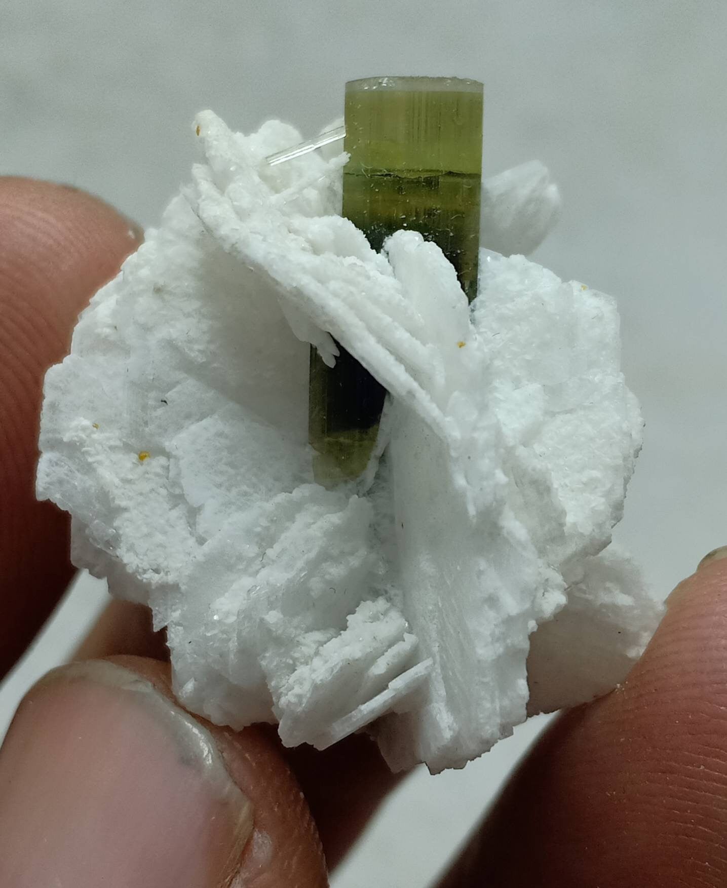 Green cap Tourmaline crystal with associated cleavelandite 10 grams